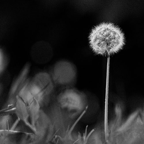 dandelion_black_white