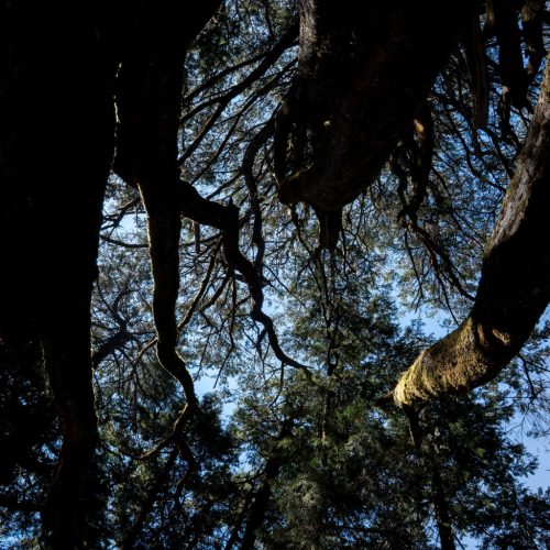 forest_canopy