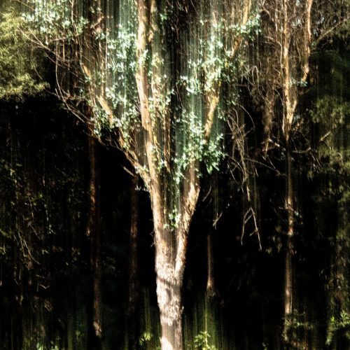 forest_tree