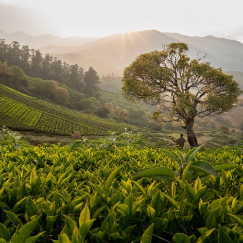 tea_estate_mountains