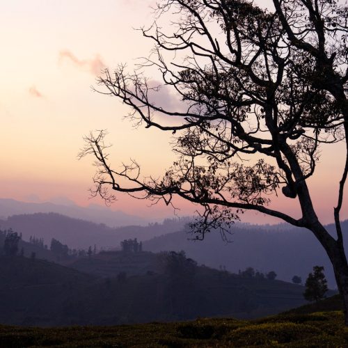 tree_sunset